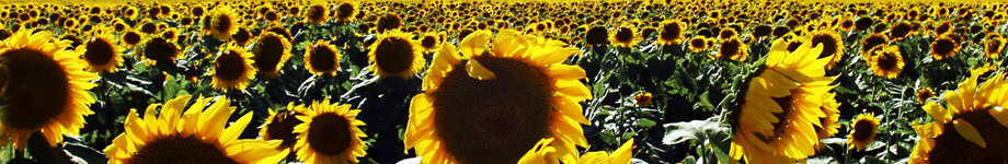 Hit The Beach Rotating Header Image